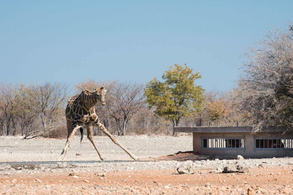 ホテル Anderssons Camp オカウクエジョ エクステリア 写真