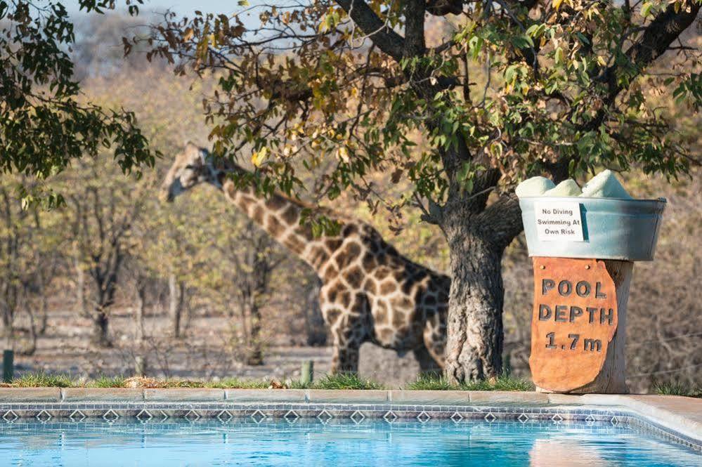 ホテル Anderssons Camp オカウクエジョ エクステリア 写真